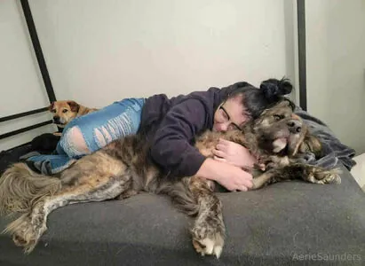 aeriesaunders content