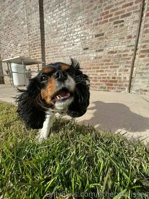 athenaskisses content