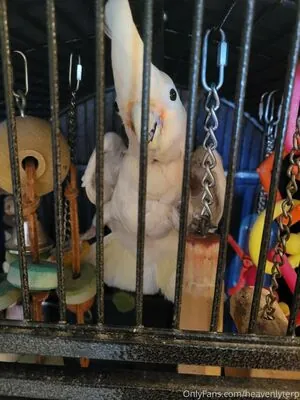 heavenlyterp content