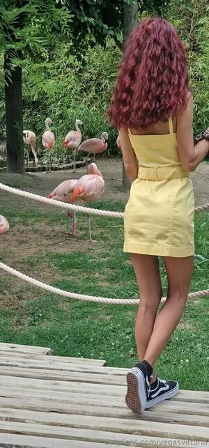 vegasvittoria content